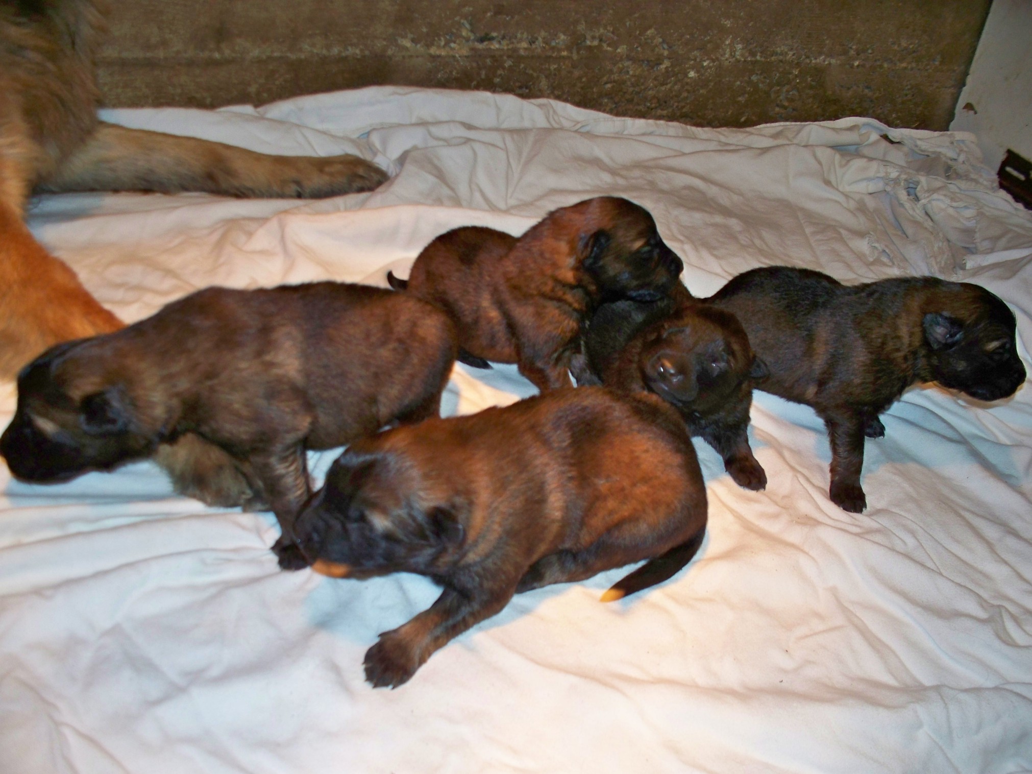 CHIOTS a 10 jours